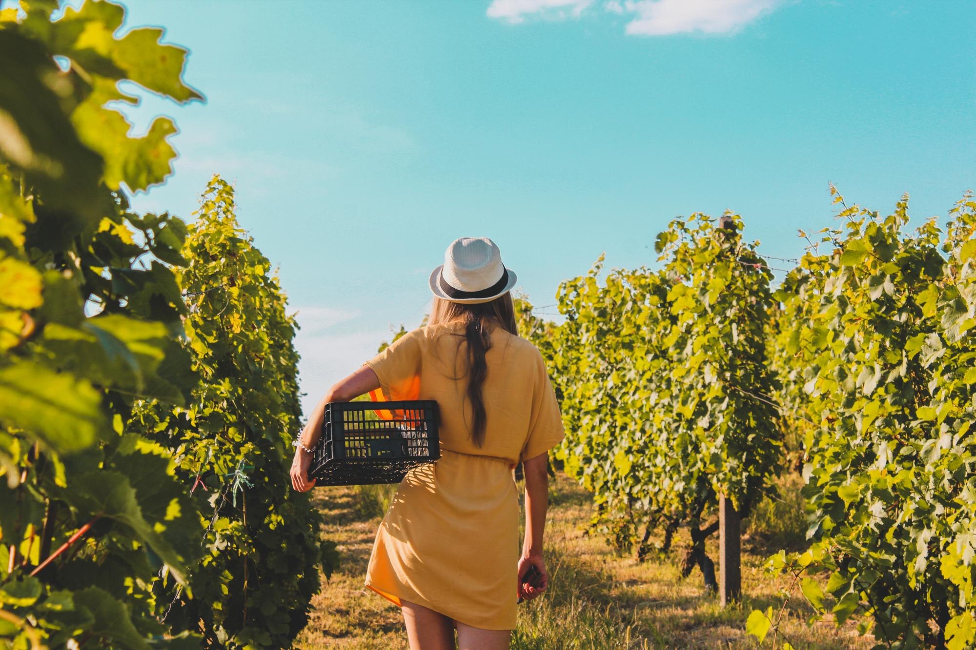 Viñedos y agricultura
