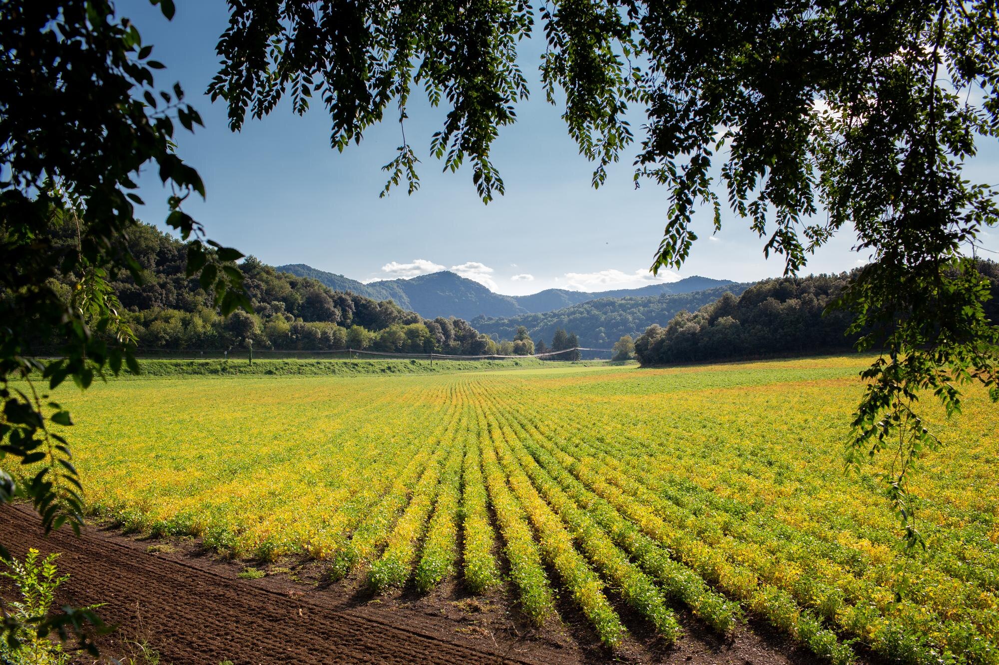 Campo